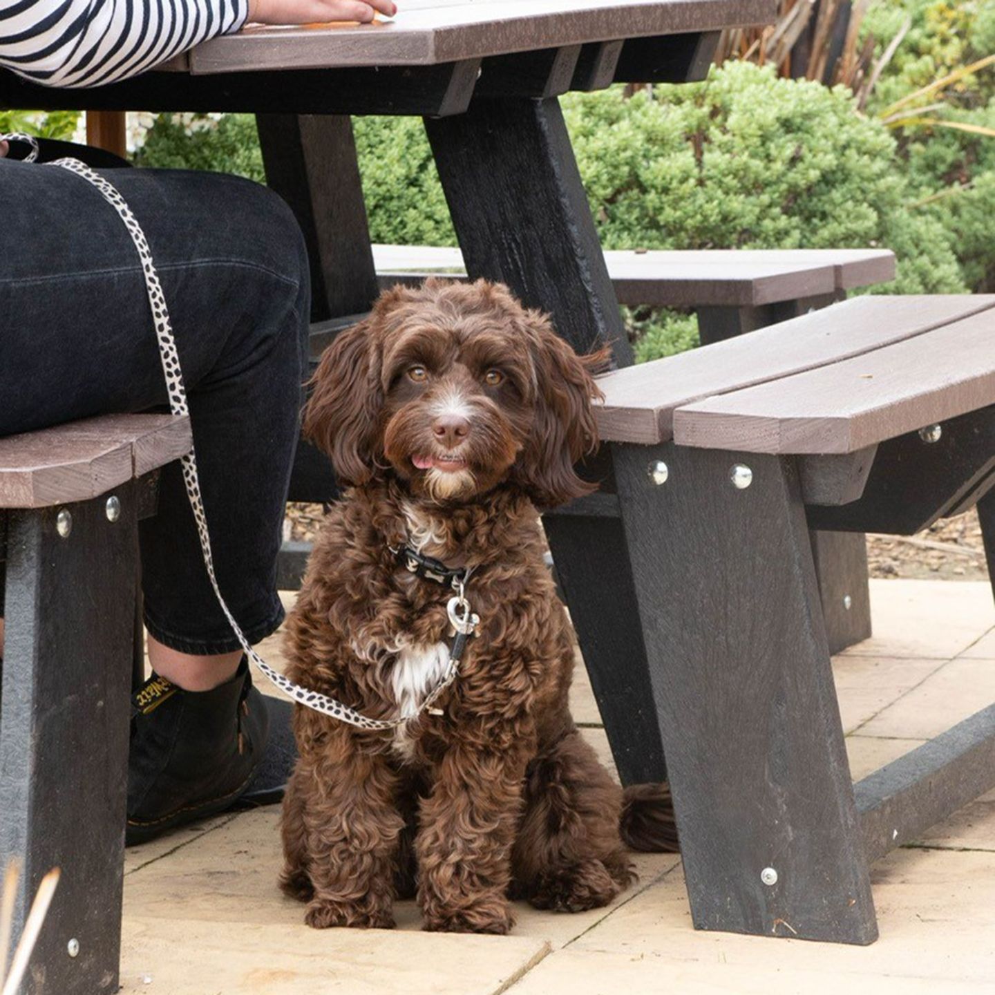 Your local dog friendly pub in Westbrook